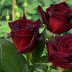 Розы чайно-гибридные: описание сортов, посадка и уход, обрезка, фото Как растут чайно гибридные розы