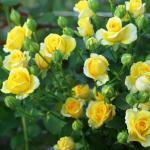 Как превратить приусадебный участок в розарий: все, что нужно знать про уход и выращивание кустовых роз Красные кустовые розы