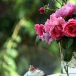 Что делать, если розы после зимы почернели: правила реанимации Как реанимировать саженцы розы