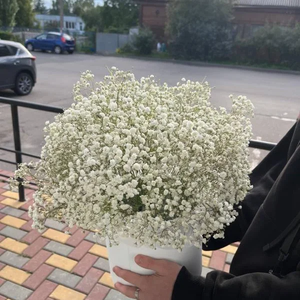 Коробка с белой гипсофилой